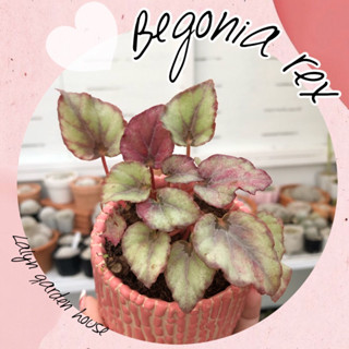 🌰🍂 Begonia rex ใบสีชมพู 🩷 ชอบอยู่ในร่มและที่ชื้นนะคะ ไม้ใบสวยเหมาะกับการให้ของขวัญคนรัก 💝