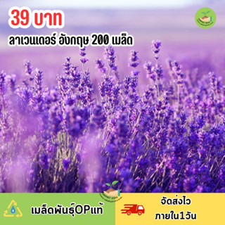 เมล็ดพันธุ์ดอกลาเวนเดอร์200 เมล็ด🌸 English Lavender 🌸ปลูกง่ายโตไว