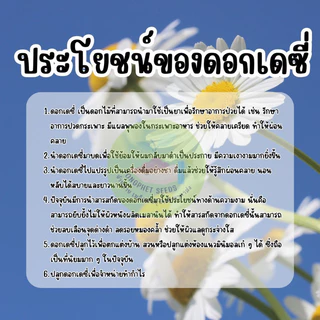 เมล็ดพันธุ์ดอกเดซี่ 300 เมล็ด มีแถม ราคาส่งเรทถูก ถูกที่สุด