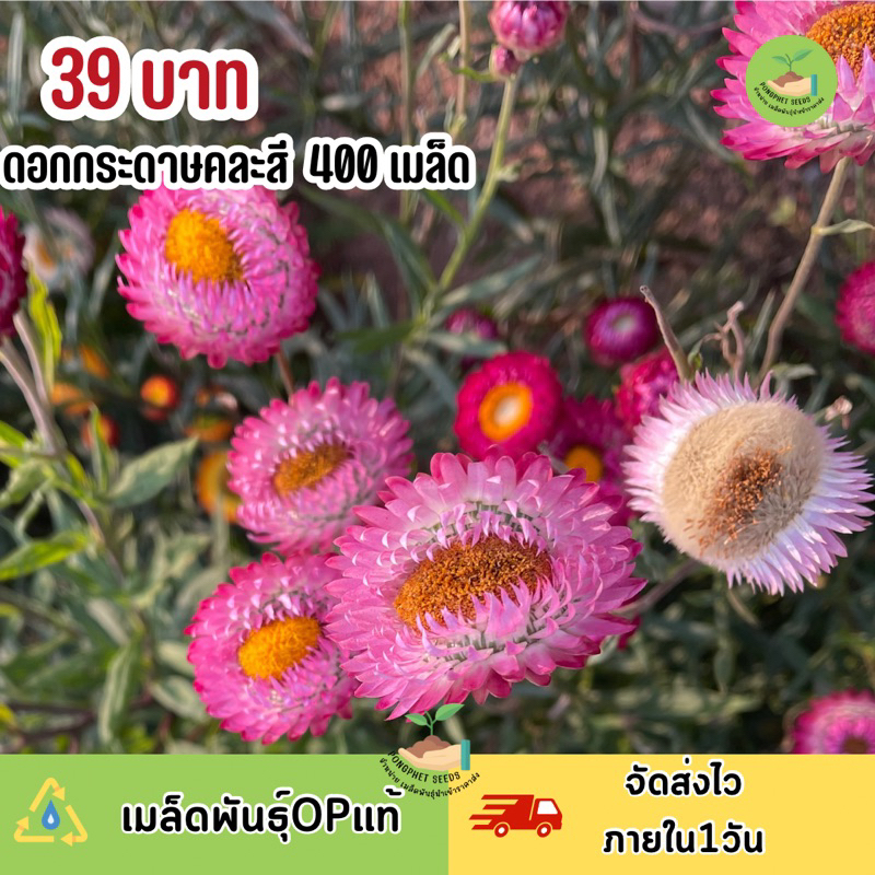 เมล็ดพันธุ์ดอกกระดาษ400เมล็ด (รวมแถม)