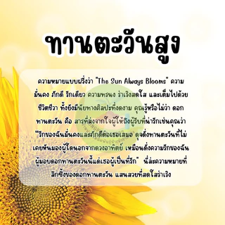 ดอกทานตะวันสูง300 เมล็ด มีของแถม ราคาส่งโรงงาน ถูกที่สุด