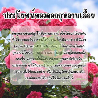 กุหลาบเลื้อยสีแดง50เมล็ด แถมวิธีปลูกฟรี