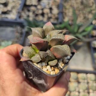 Haworthia emelyae กระถาง 2 นิ้ว