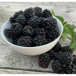 เมล็ดพันธุ์แบล็คเบอร์รี่ไร้หนาม เชสเตอร์ (Chester Thornless Blackberry Seed) บรรจุ 35 เมล็ด ของแท้ คุณภาพดี ราคาถูก