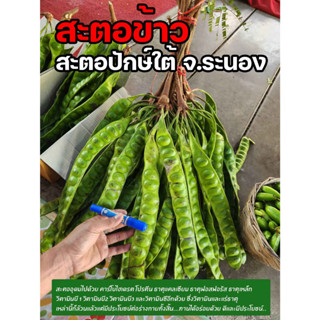 สะตอ สะตอปักษ์ใต้ ระนอง 30 ฝัก 300