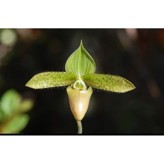 Paph.sukhakulii semi alba