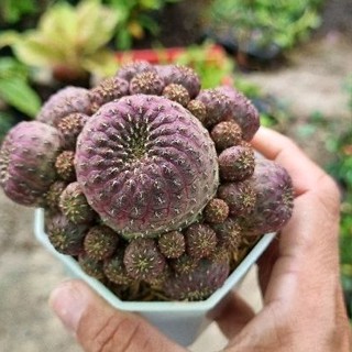 Sulcorebutia rauschii ( ซัลคอรีบูเทีย ) หรือ สตรอว์เบอร์รี่แคคตัส 