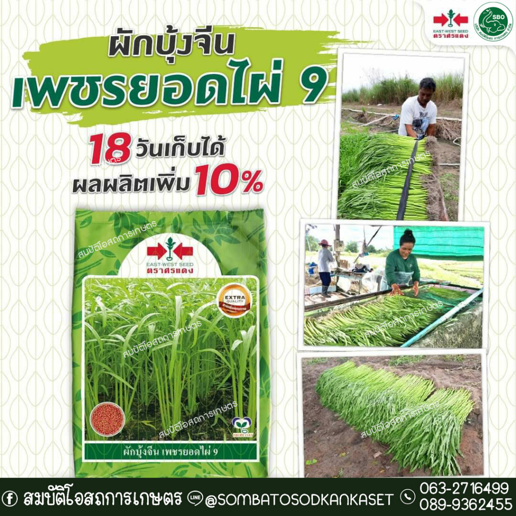 ผักบุ้งจีนเพชรยอดไผ่ 9 ขนาด 1 กก. เก็บไว ทนโรค ไม่ต้องแช่น้ำ 18-20 วันก็เก็บได้