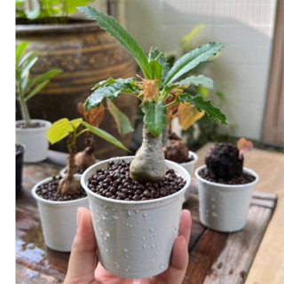 มะพร้าวทะเลทราย มะพร้าวทะเลทราย (Dorstenia Plant) / ดอสทีเนีย ไม้จิ๋วพร้อมกระถาง