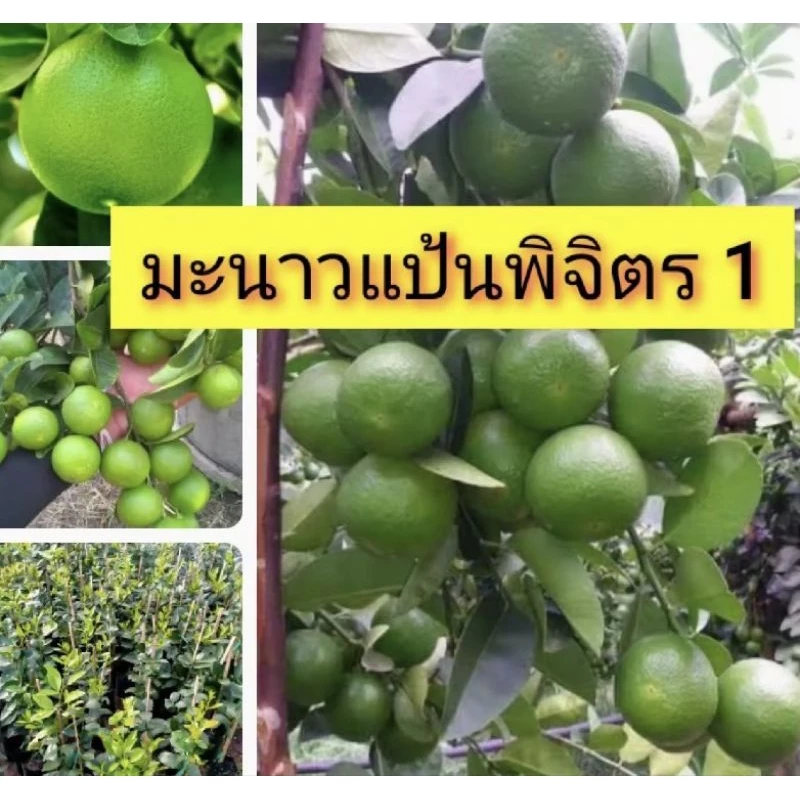มะนาวเเป้นพิจิตร 1 ลูกใหญ่ กิ่งสูง50-80ซม. ทาบกิ่งเสียบยอด รากแข็งแรงทนแดดทนฝน เเละดก (ซื้อสั่งจองได้เลยครับ)