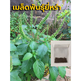 เมล็ดพันธุ์ยี่หร่า ซองละ 0.4 กรัม ราคา 20บาท เมล็ดยี่หร่า ยี่หร่าใส่แกง ใส่ผัดเผ็ด