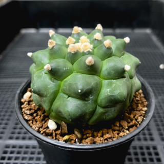 Astrophytum Kikko แอสโตรกิ๊กโกะ เต้าแหลมเรียงเป็นชั้น (ส่งเคาะราก)