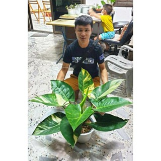 philodendron greencongo variegated #กรีนคองโก ฟิโลกรีนคองโกไฮบริด #กรีนคองโกด่าง