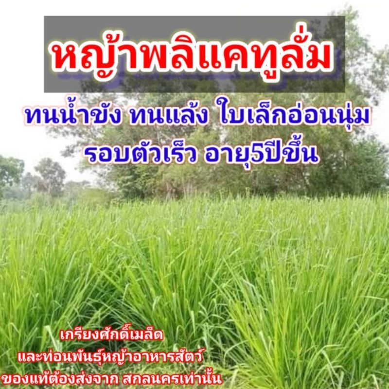 #เมล็ดหญ้าพลิแคทูลั่ม #พลิแคทูลั่ม #Plicatulum #เกรียงศักดิ์เมล็ดและท่อนพันธุ์หญ้าอาหารสัตว์