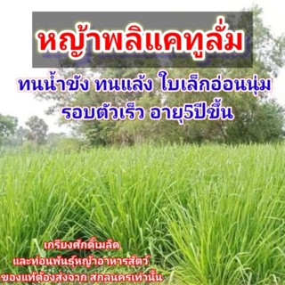 #เมล็ดหญ้าพลิแคทูลั่ม 1กก. พร้อมปลูกปี65 #พลิแคทูลั่ม #Paspalum Plicatulum #เกรียงศักดิ์เมล็ดและท่อนพันธุ์หญ้าอาหารสัตว์