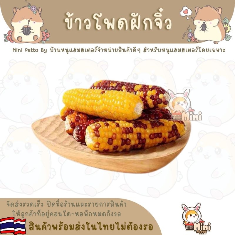ข้าวโพดจิ๋วชนิดอบแห้งสำหรับสัตว์ฟันแทะ