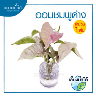 ออมชมพูด่าง (จำนวน 1 กิ่ง)  Pink spot Syngonium  สามารถเลี้ยงน้ำได้ ต้นไม้ ออมชมพู ไม้ฟอกอากาศ