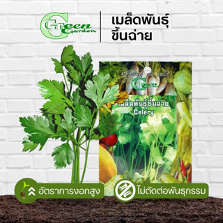 เมล็ดพันธุ์ขึ้นฉ่าย (Celery) Green Garden