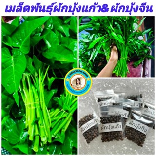 เมล็ดพันธุ์ผักบุ้งแก้วผักบุ้งจีน ขนาด20กรัม  คัดพิเศษอัตราการงอก100%