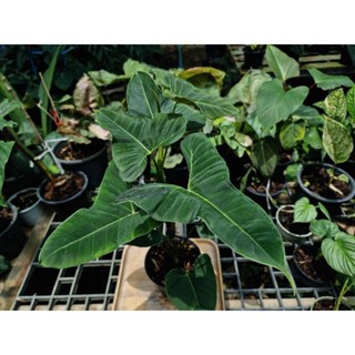 อัพเดต 20.06.66🪴ฟิโลเดนดรอน ลูพินั่ม 🌿 philodendron lupinum