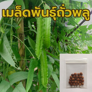 เมล็ดพันธุ์ถั่วพู ซองละ 25 เมล็ด ราคา20บาท