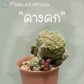 แคคตัส🌵 คางคก Pseudolithos แคคตัสคางคก ไม้เพาะเมล็ด ไซส์ให้ดอก ไซส์ใหญ่ ไม้อยู่ในกระถาง 2 นิ้ว เลือกได้