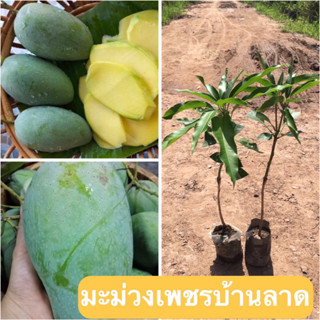 (2 ต้น)มะม่วงเพชรบ้านลาด🍑 🎋ต้นเสียบยอด           ต้นประมาณ 50-55 เซนติเมตร