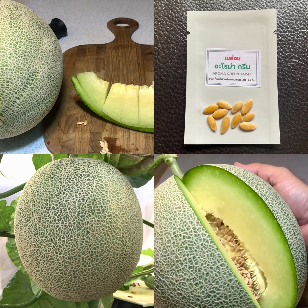 เมล็ดพันธุ์เมล่อนอะโรม่า กรีน จำนวน 10 เมล็ด MELON AROMA GREEN TA244 เมล่อนเนื้อเขียว นุ่ม