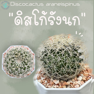 แคคตัส🌵 Discocactus Araneispinus ดิสโก้ รังนก ไม้เมล็ด ไม้ สะสมหายาก ไซส์ใหญ่ 👉🏻ไม้อยู่ในกระถาง 3 นิ้ว 👈🏻