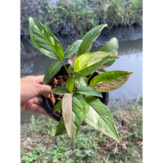 syngonium red spot tricolour ฟร์อมกอ สุดสวย 🎀🎀💓💓