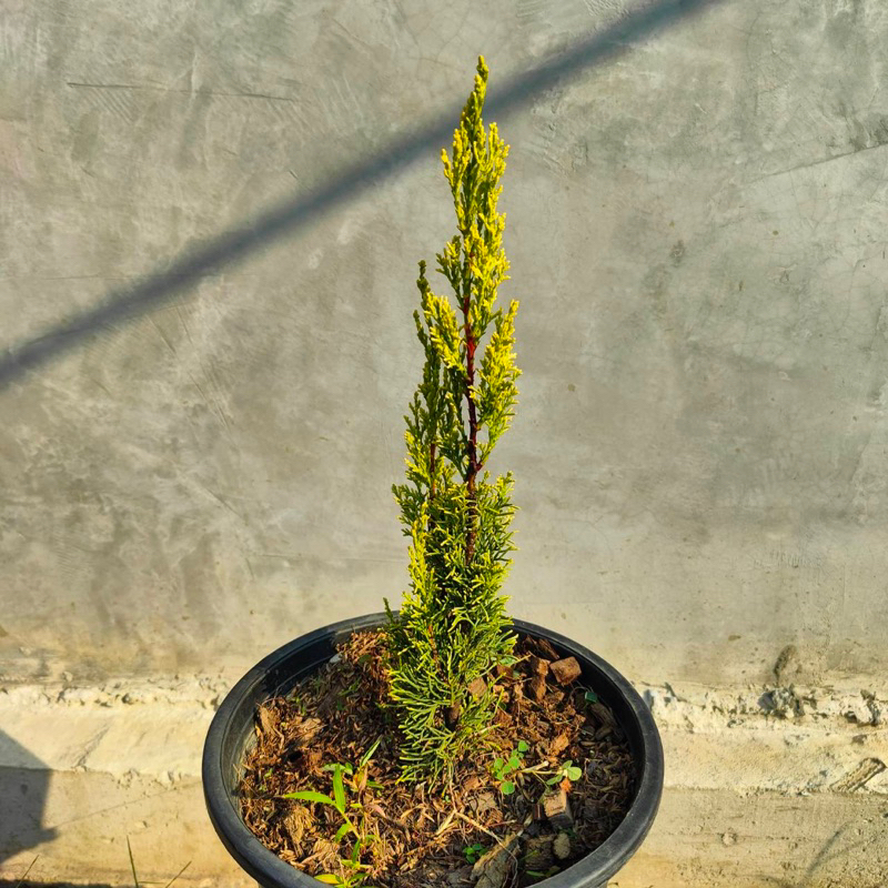 ต้นสนดินสอทอง Golden Pencil Pine พันธุ์ไม้ใบสีทองหายาก น่าสะสม