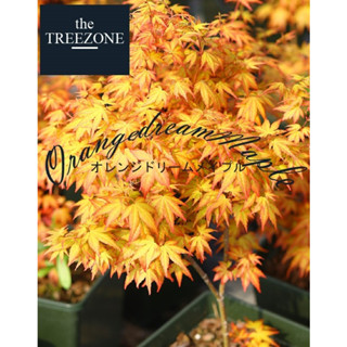 NEW IN !!! ต้นเมเปิ้ลสีทอง Golden maple สายพันธุ์ Orange dream Japanese maple - ต้นเมเปิ้ลนำเข้า - ต้นไม้เปลื่ยนสี