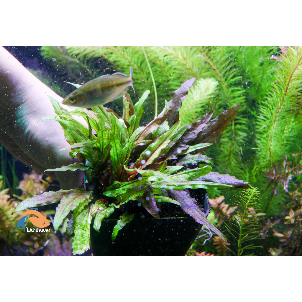 ต้นไม้น้ำ คริปเก๊กโก Cryptocoryne wendtii 'Green Gecko'