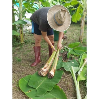 หน่อกล้วยน้ำไท-สวนG-FARM