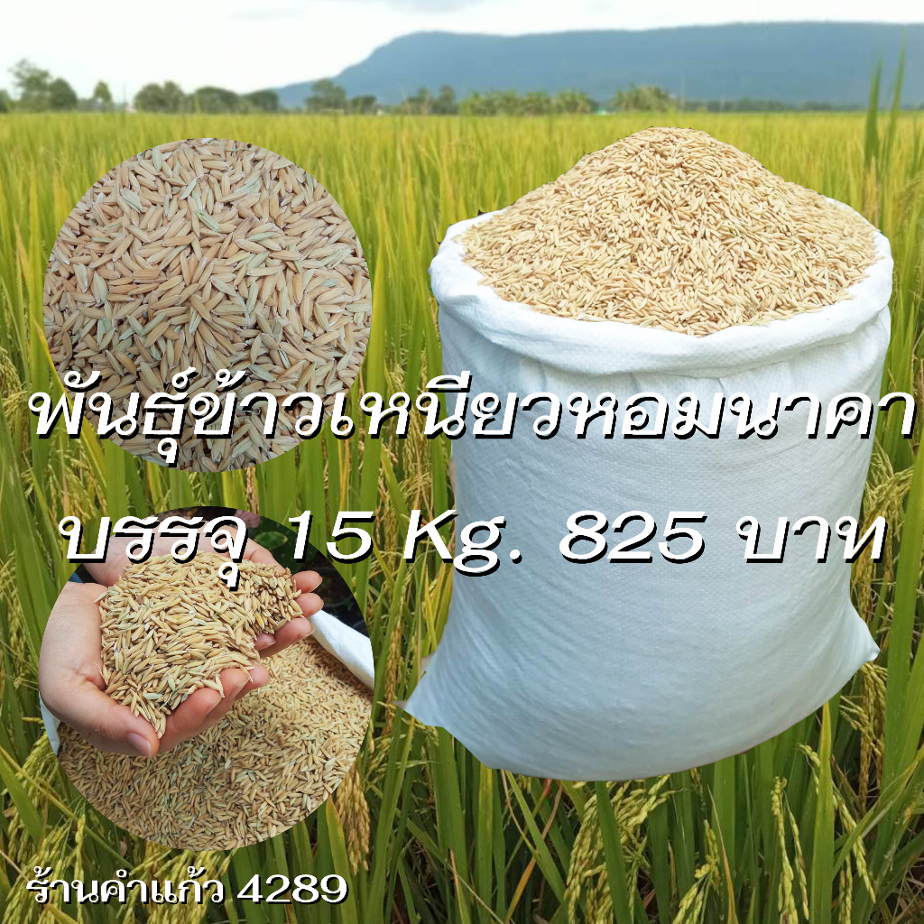 เมล็ดพันธุ์ข้าวเหนียวหอมนาคา บรรจุ 15 Kg. พันธุ์ข้าวเหนียวอย่างดี ปลูกเองขายเองโดยวิธีธรรมชาติ ปลูกไ