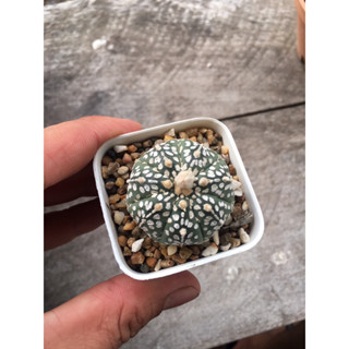 แอสโตร Astrophytum แอสโตรไม้เมล็ด แอสทีเรียส คาบูโตะ ซุปเปอร์คาบูโตะ สตาร์เชฟ