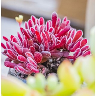 ❤️Crassula pubescens❤️