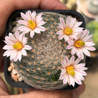 🌸🌸🌸Mammillaria lenta ถือว่าเป็นราชินีแห่งแมมเลยก็ว่าได้ เวลาออกดอกรอบหัวจะเป็นมงกุฎ