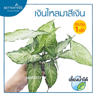 เงินไหลเงิน (จำนวน 1 ช่อ) ต้นไม้ฟอกอากาศ สามารถเลี้ยงกับน้ำได้ ต้นไม้มงคล ต้นไม้น้ำ ต้นไม้