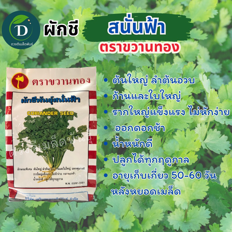 ผักชีสนั่นฟ้า ตราขวานทอง 300กรัม กอใหญ่ ต้นใหญ่ แข็งแรง เมล็ดผักชีขวานทอง