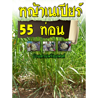 ท่อนพันธุ์หญ้าเนเปียร์ปากช่อง1 55 ท่อน บ้านสวนพร้อมพงศ์