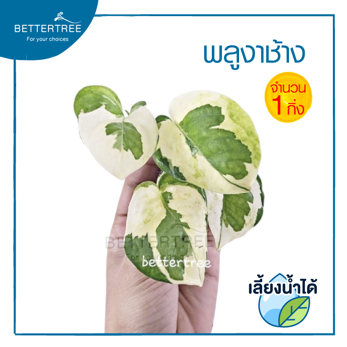 พลูงาช้าง (จำนวน 1 กิ่ง) เลี้ยงน้ำได้ ไม้ฟอกอากาศ  ต้นไม้