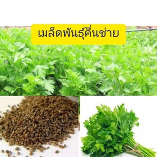 เมล็ดพันธุ์คื่นช่าย (สำหรับปลูก)