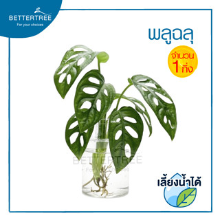 พลูฉลุ (จำนวน 1 กิ่ง) ต้นไม้ฟอกอากาศ ต้นไม้ ต้นไม้น้ำ  ต้นไม้ในร่ม monstera adansonii พลูฉลุ พลูด่าง