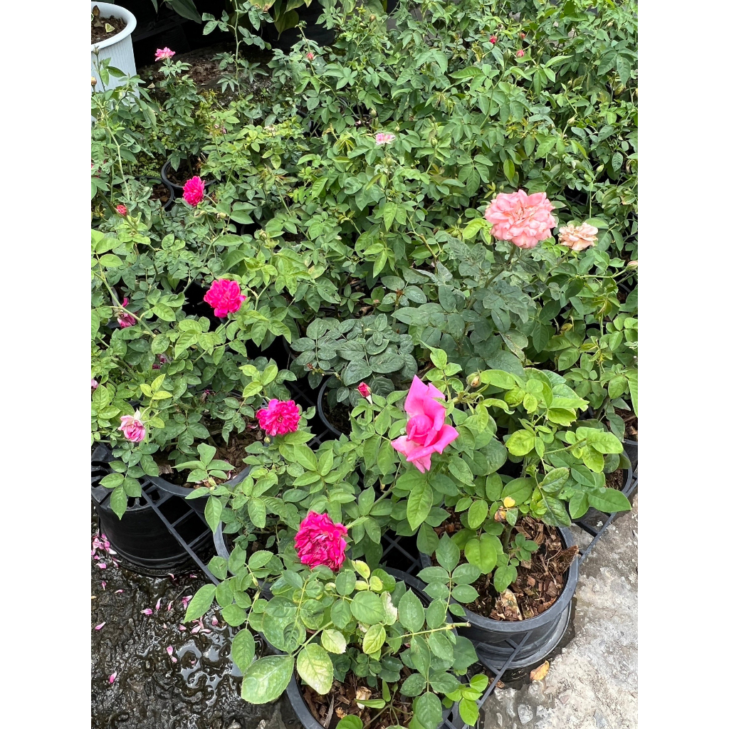 มุมมอง 3