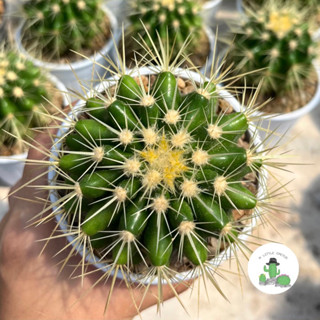 🌵 A Little cactus🌵| แคคตัส กระบองเพชร ถังทอง