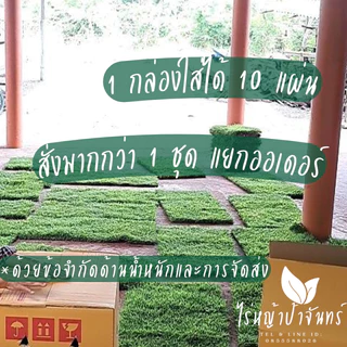 หญ้านวลน้อย หญ้าจริง ตัดสด จากไร่หญ้าป้าจันทร์ สำหรับจัดสวนกลางแจ้ง (10 แผ่น = 5 ตร.ม.)