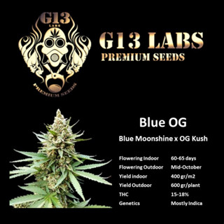 Blue OG  -  G13 Labs