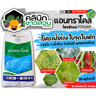 🥬 แอนทราโคล (โพรพิเนบ) บรรจุ 1กิโลกรัม ป้องกันกำจัดโรคใบจุดสีน้ำตาลที่มีสาเหตุมาจากเชื้อรา