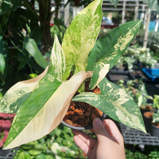 Syngonium Aurea เงินไหลมาด่างเหลือง ไหลเหลือง